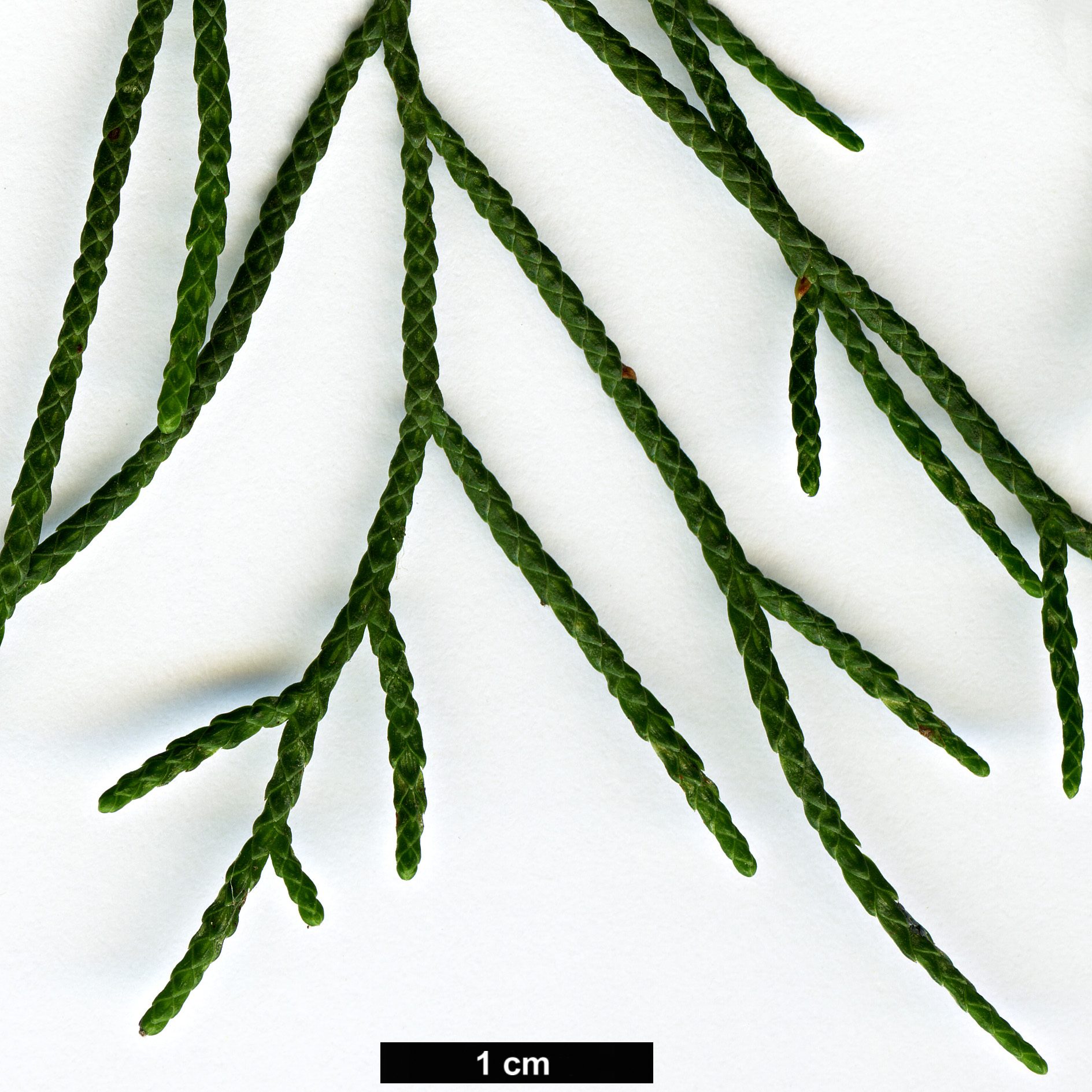 High resolution image: Family: Cupressaceae - Genus: Cupressus - Taxon: duclouxiana